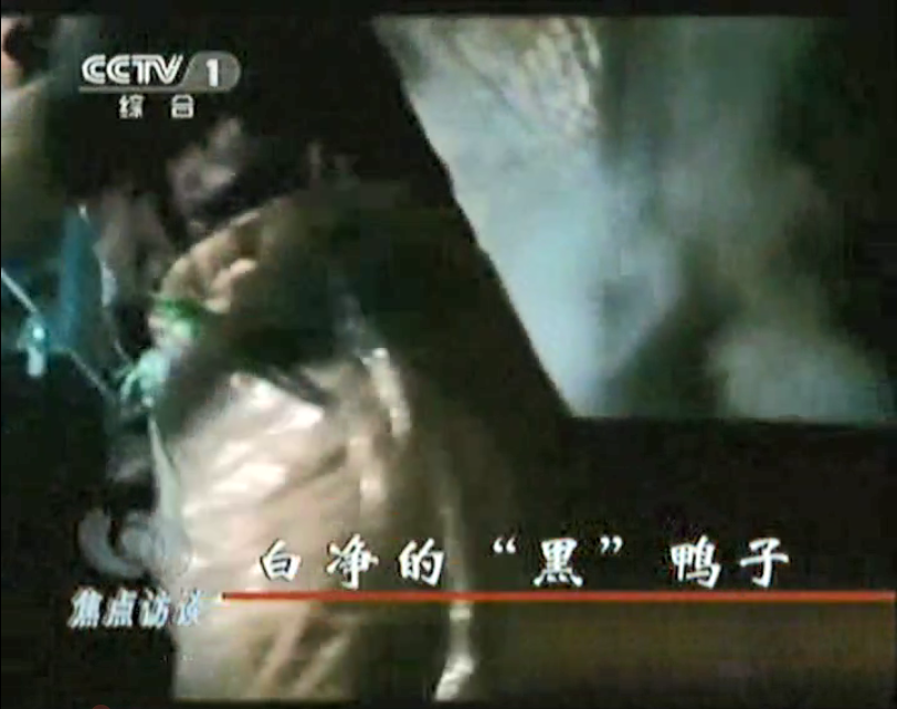 媒體曝光松香、瀝青拔鴨